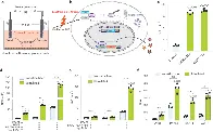 Electrogenetic interface to program mammalian gene expression by direct current