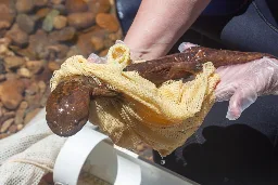 In North Carolina, Eastern Hellbenders Are a Species of Concern, Threatened by the Vagaries of Climate Change - Inside Climate News