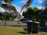 Silver Gull (Chroicocephalus novaehollandiae), Labrador Qld Australia, July 2006