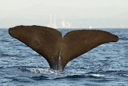 Sound provides new information about the secret lives of sperm whales • MBARI