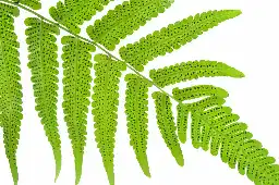 The Surprising Way Ferns Reproduce