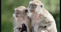 43 monkeys escape South Carolina research facility; police warn residents to secure doors and windows