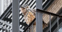 Flaco, Central Park Owl, Died With High Levels of Rat Poison in System