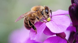 A vaccine for bees has an unexpected effect