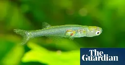 One of world’s smallest fish found to make sound as loud as a gunshot