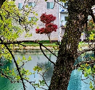 Trees By My Office