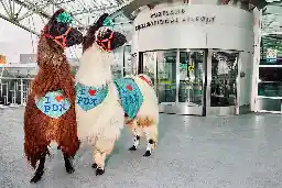 Portland Airport Offers Therapy Llamas, Bringing ‘Pure Joy’ to Travelers