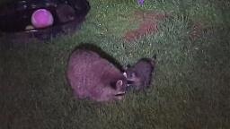 Raccoon Family Having A Swim 😀