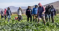 California farmers were big Trump backers. They may be on collision course over immigrant deportation