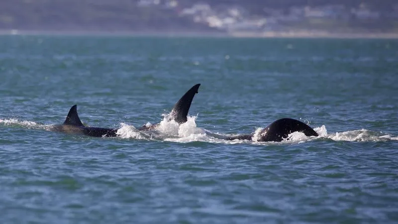 Lone orca slays great white in less than two minutes and feasts on its liver | CNN