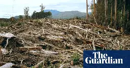 Labor push for publicly owned plantations to end native forest logging