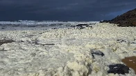 Strange foam and dead fish wash ashore at Oz beaches as surfers fall sick...