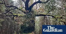 Scotland’s ancient Skipinnish Oak wins UK tree of the year