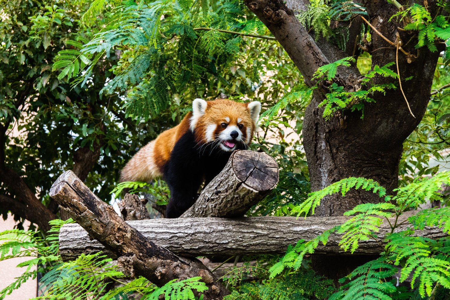 proud of his vantage point