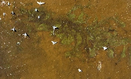 Toxic Red Tide Returns to California, People Urged to Stay Out of Water