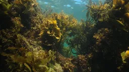 The remarkable power of Australian kelp