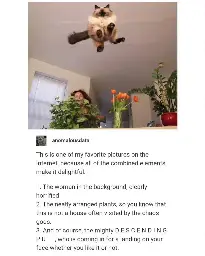 the background blur