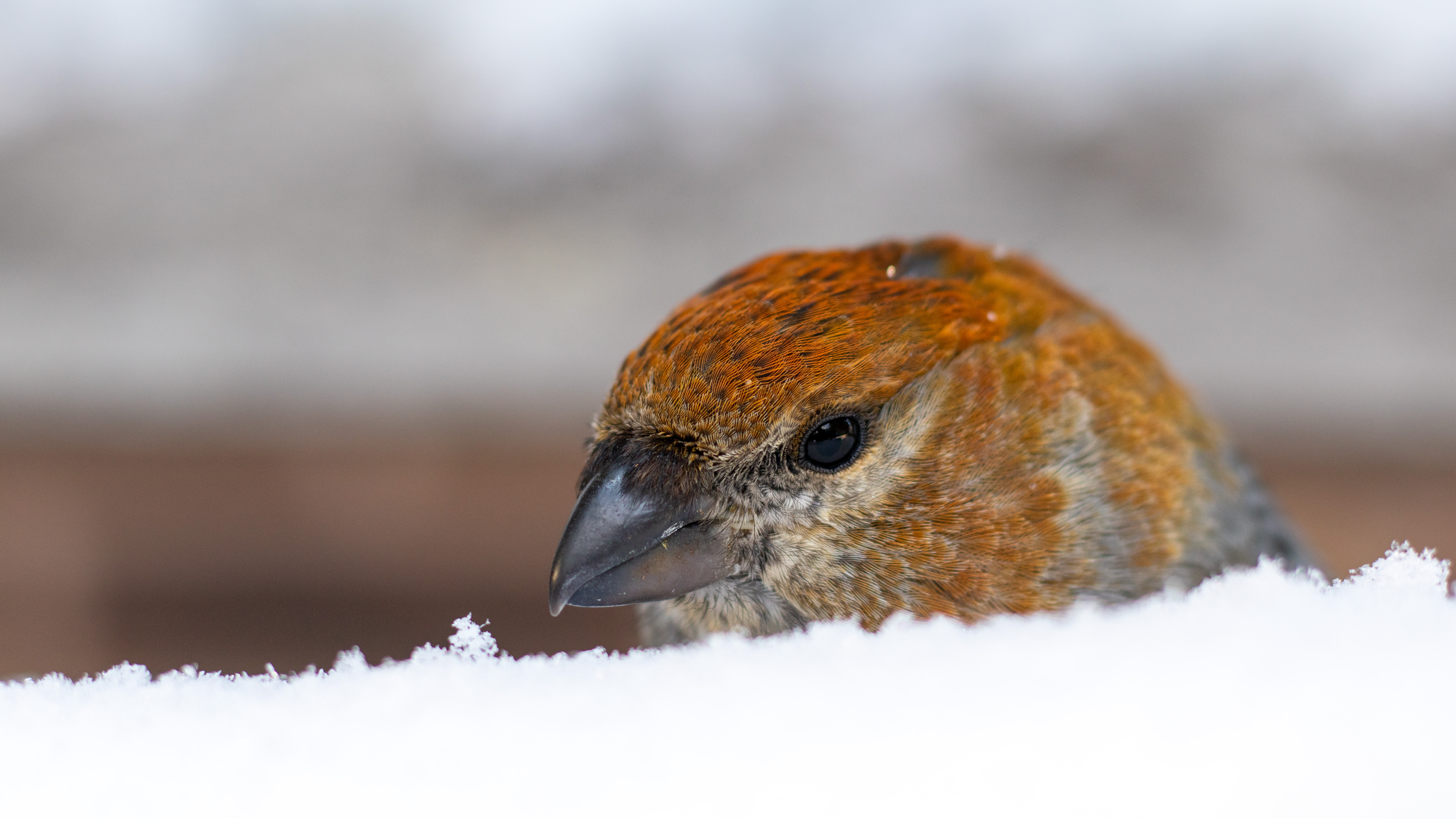 Female Pine Grossbeak Closeup