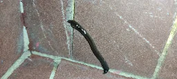 [Likely Solved] Got this thing on my shower wall, looks like a leech, but is it possible (im in western Europe)?