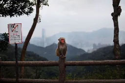 Monkey Attack Leads to First Human Case of B Virus in Hong Kong