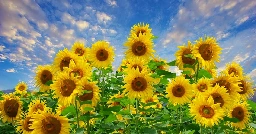 sunflowers