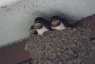 Barn Swallows don't look happy