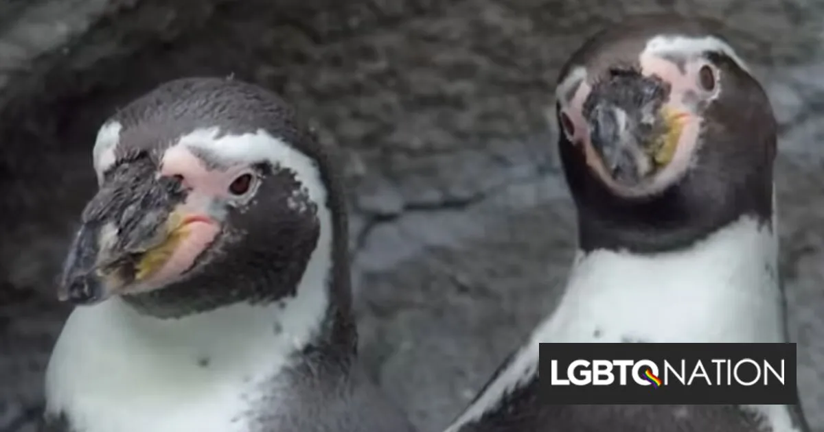 Conservatives are freaking out because they learned that some animals are gay - LGBTQ Nation