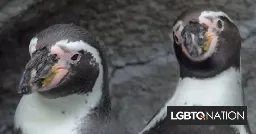 Conservatives are freaking out because they learned that some animals are gay - LGBTQ Nation
