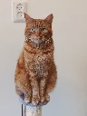 Orange boy waiting for his food.