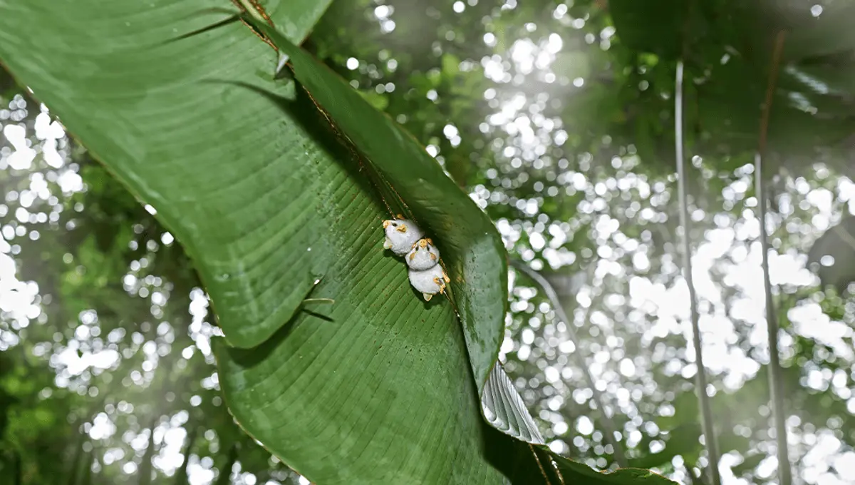 Meet The Honduran White Bat: It's Tiny, It's Fluffy, And It Builds Tents