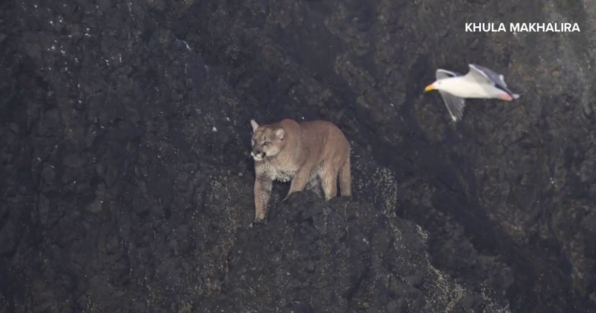 Oregon beach reopens after cougar sighting led to closure