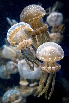 The Spotted Jelly (Medusa Moteada) photographed by Marty Cohen