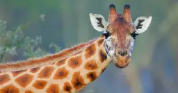 Why giraffes have spots