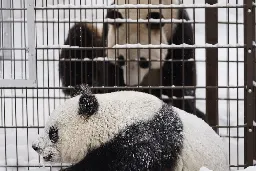 Finland zoo returns giant pandas to China over cost