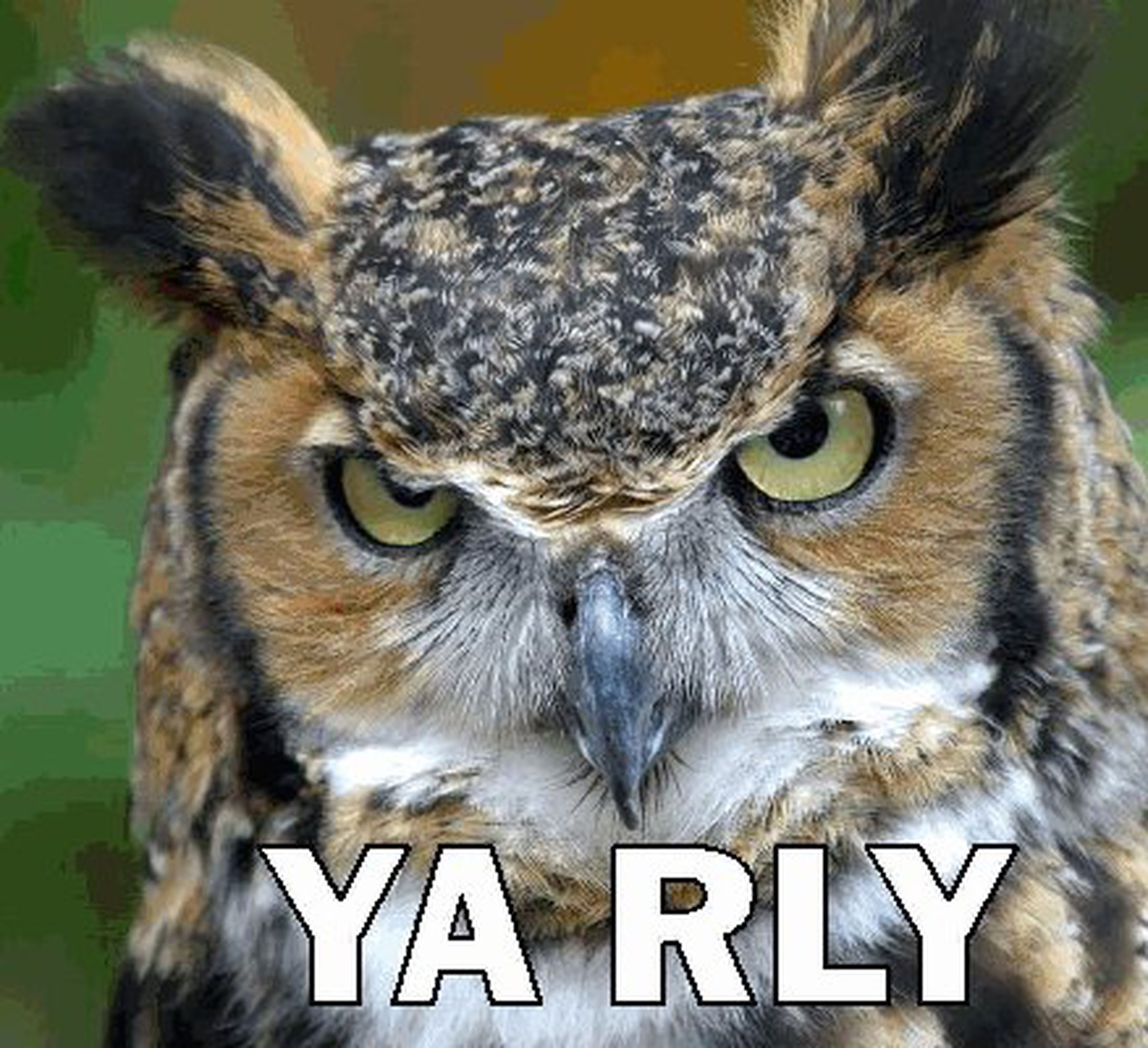Photo of a great horned owl with the caption "ya rly"