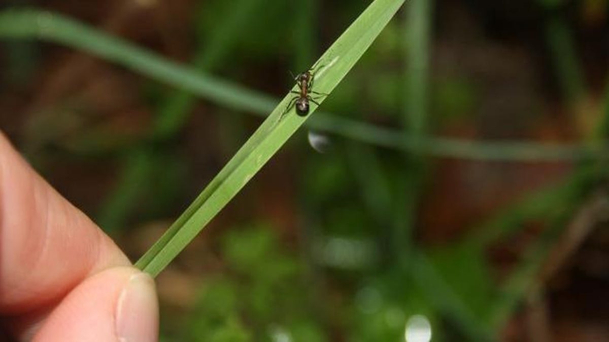 Scientists Have Found the 'Zombie Switch' for a Brain-Controlling Ant Parasite