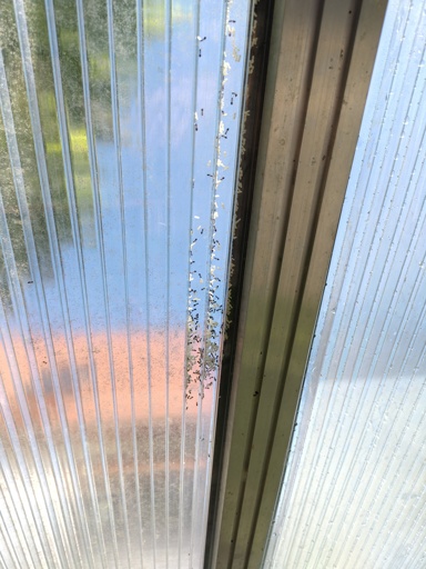 ants in a section of tubular plastic panels of a greenhouse
