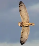 short-eared owl by Ian Parker