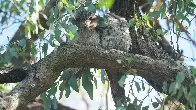 Two tired Tawny Frogmouths (New South Wales, Australia) [OC]