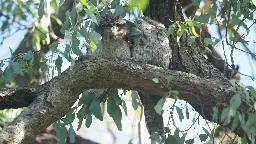 Two tired Tawny Frogmouths (New South Wales, Australia) [OC]