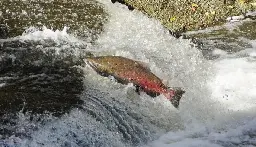 San Jose creeks see explosion in spawning salmon population