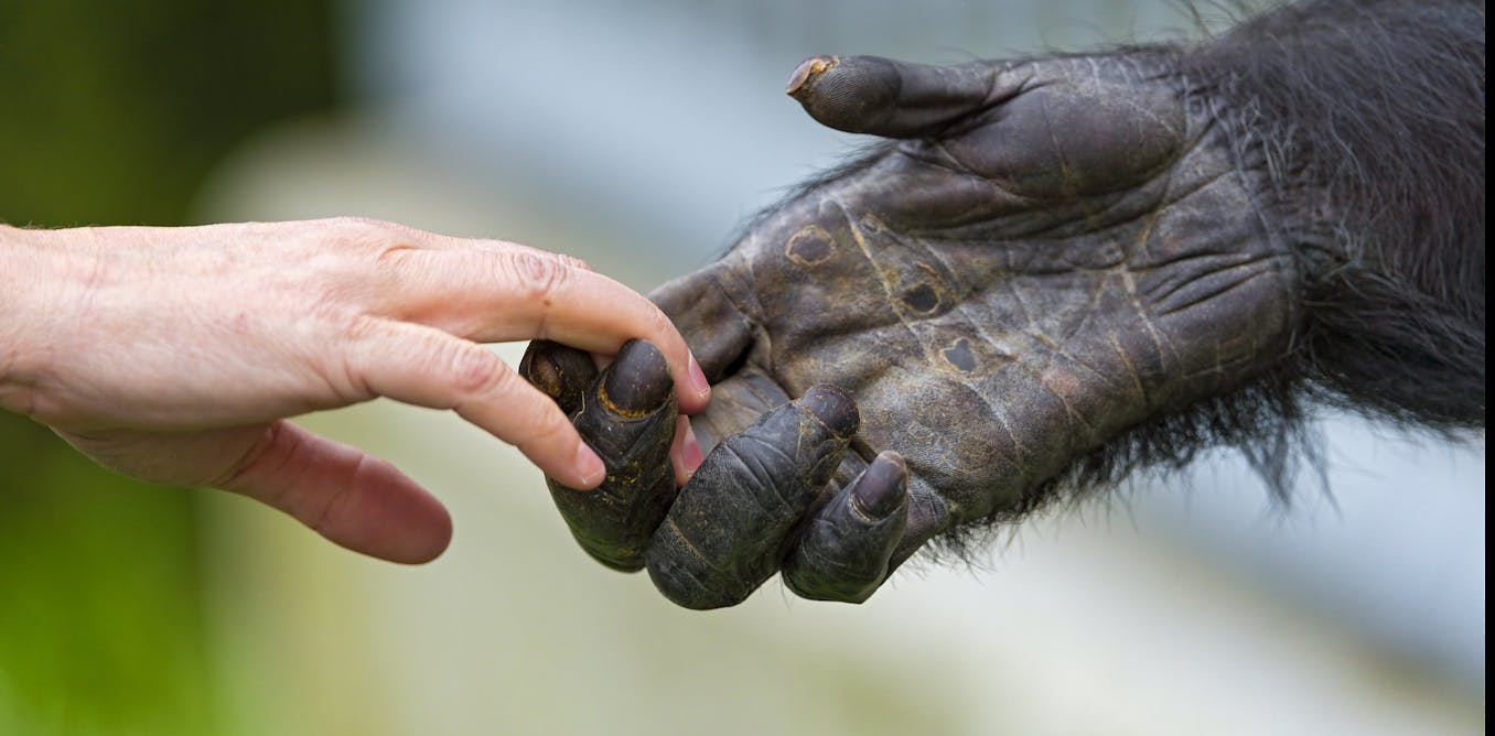 Humans infecting animals infecting humans − from COVID-19 to bird flu, preventing pandemics requires protecting all species