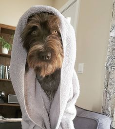 Griffon fresh from the bath with a white towel draped over it like a hood. Picture taken in a living room. It has medium reddish brown hair, but it's eyes are a startling light gold.