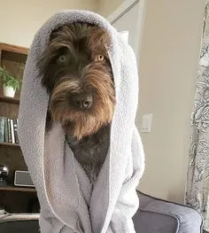 Griffon fresh from the bath with a white towel draped over it like a hood. Picture taken in a living room. It has medium reddish brown hair, but it&#39;s eyes are a startling light gold.