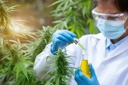 'Millions Are Using Cannabis Yet Only 18 Labs Are Studying It,' Says Johns Hopkins Scientist