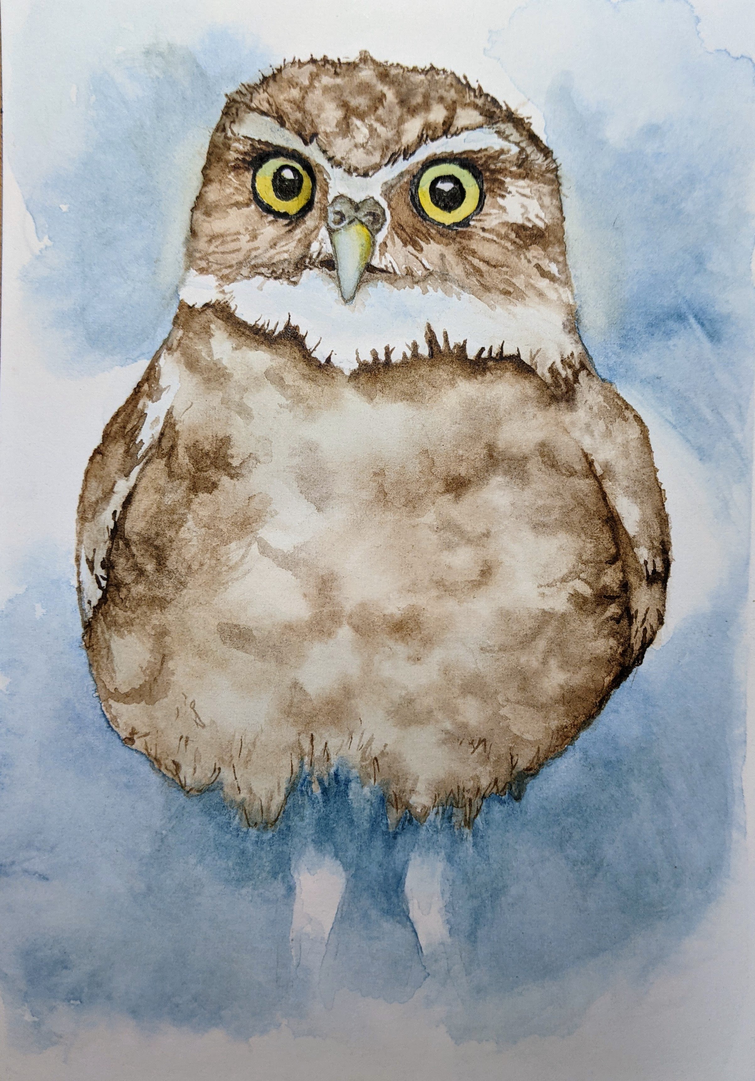 A watercolor Superb Owl I painted