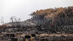 Tree-eating bugs invade south-west France forests hit by wildfires