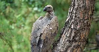 How a Crisis for Vultures Led to a Human Disaster: Half a Million Deaths | The birds were accidentally poisoned in India. New research on what happened next shows how wildlife collapse can be deadly