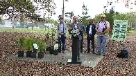 Tampa to plant 30,000 trees by 2030 to restore city’s canopy