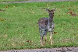 Fire crews free unlucky muntjac deer trapped in metal gate in Kempston